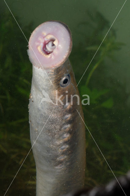 Rivierprik (Lampetra fluviatilis)