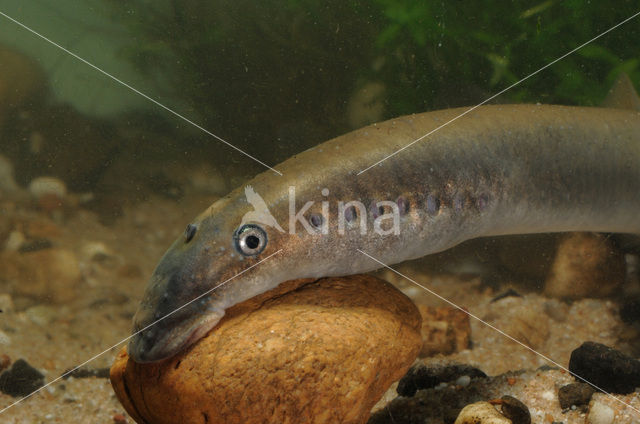 Lampern (Lampetra fluviatilis)