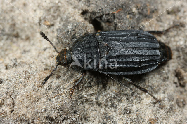 carrion beetle (Thanatophilus sinuatus)