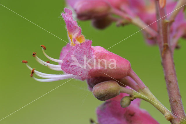 Rode paardenkastanje (Aesculus carnea)