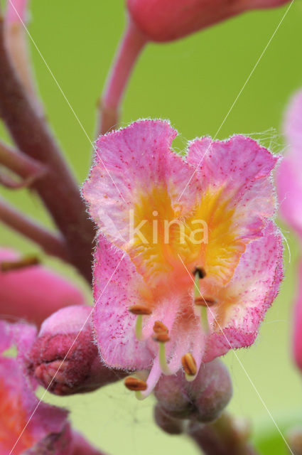 Red Horse-chestnut (Aesculus carnea)