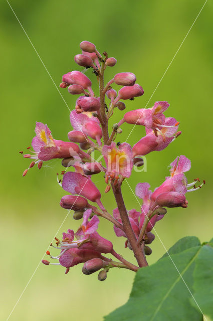 Rode paardenkastanje (Aesculus carnea)