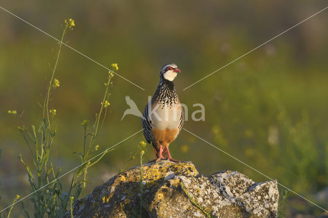 Red-legged Partridge (Alectoris rufa)