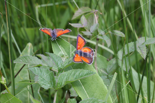 Purple-edged Copper (Lycaena hippothoe)