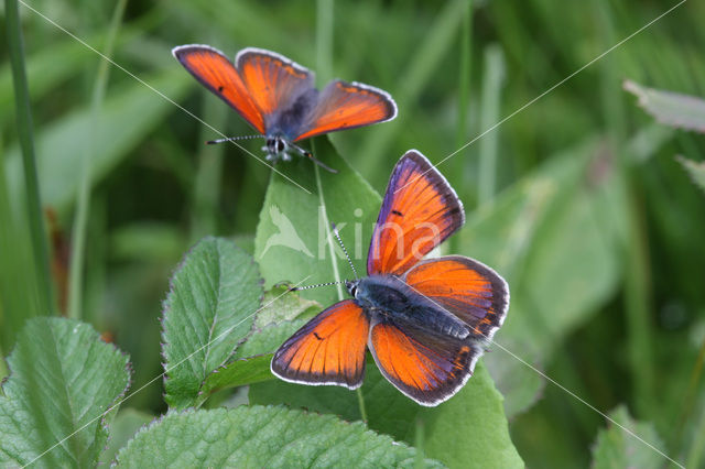 Rode vuurvlinder (Lycaena hippothoe)