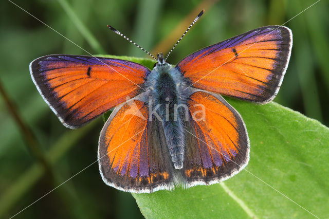 Purple-edged Copper (Lycaena hippothoe)