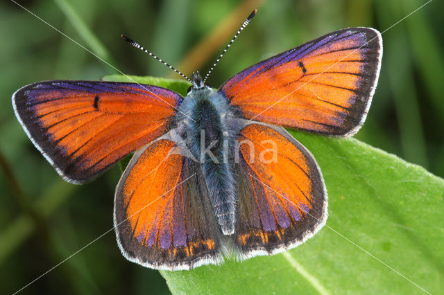 Purple-edged Copper (Lycaena hippothoe)