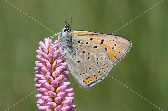 Rode vuurvlinder (Lycaena hippothoe)