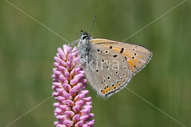 Rode vuurvlinder (Lycaena hippothoe)