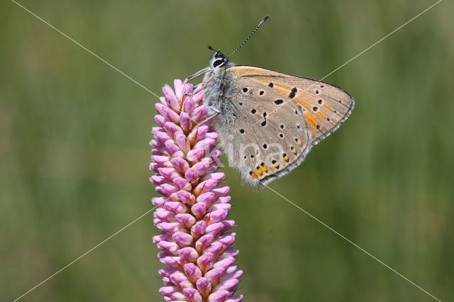 Purple-edged Copper (Lycaena hippothoe)