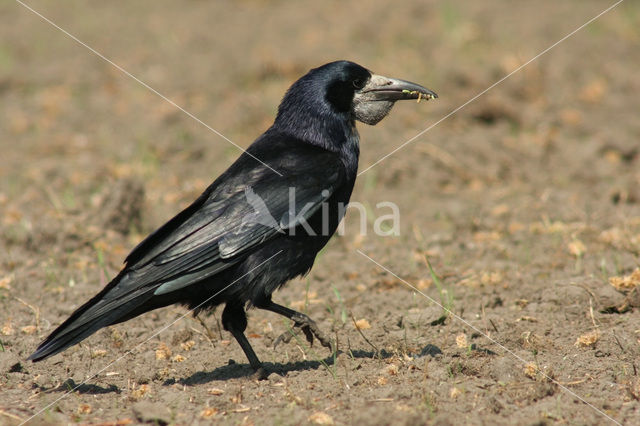 Rook (Corvus frugilegus)