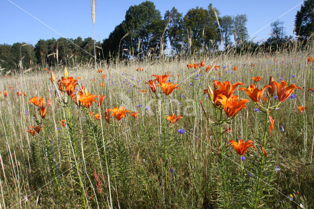 Orange Lily (Lilium bulbiferum subsp.croceum)