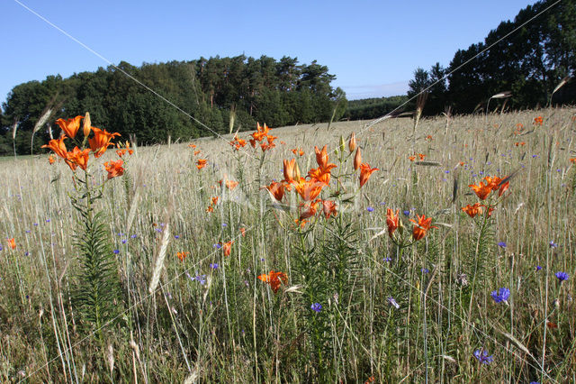 Orange Lily (Lilium bulbiferum subsp.croceum)