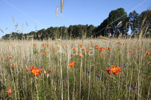 Orange Lily (Lilium bulbiferum subsp.croceum)