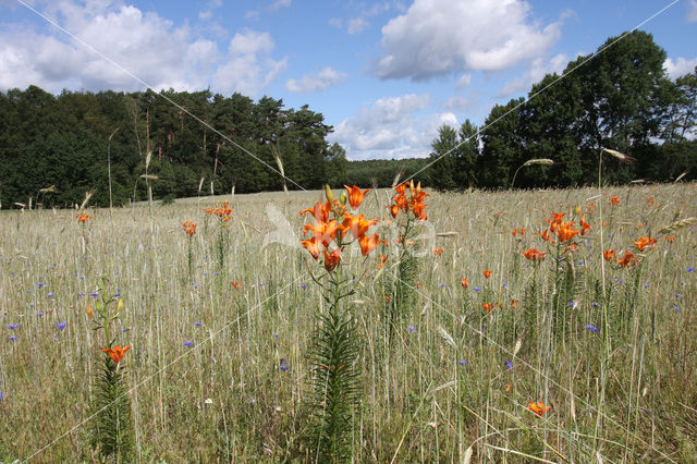 Orange Lily (Lilium bulbiferum subsp.croceum)