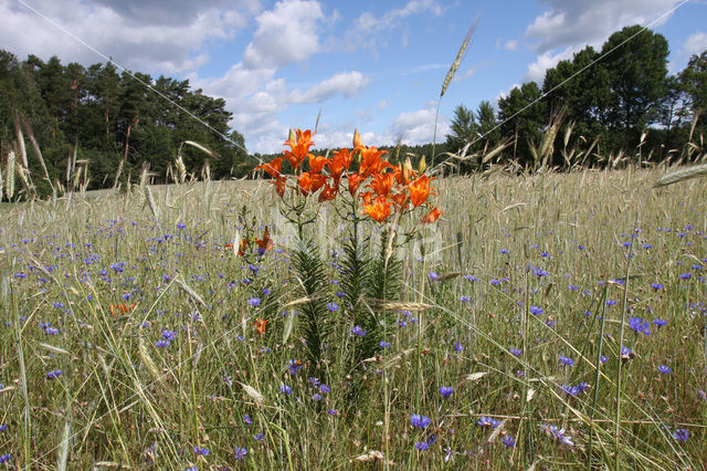 Orange Lily (Lilium bulbiferum subsp.croceum)