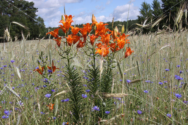 Orange Lily (Lilium bulbiferum subsp.croceum)