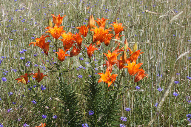 Orange Lily (Lilium bulbiferum subsp.croceum)