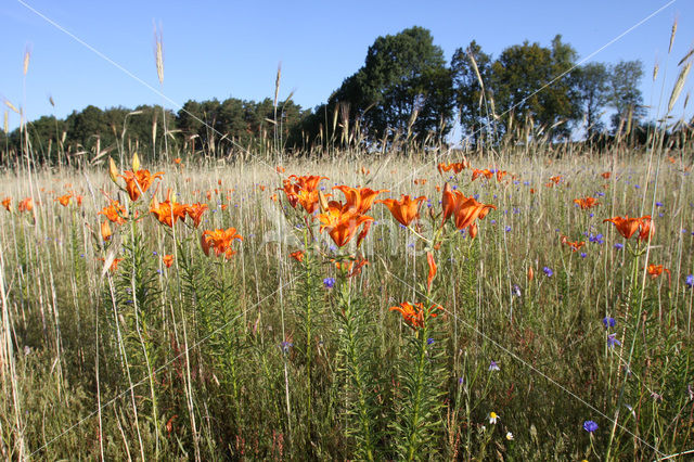 Orange Lily (Lilium bulbiferum subsp.croceum)