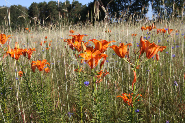 Orange Lily (Lilium bulbiferum subsp.croceum)