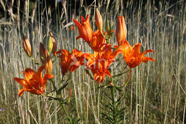 Roggelelie (Lilium bulbiferum subsp.croceum)