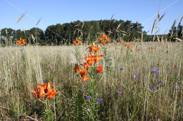 Orange Lily (Lilium bulbiferum subsp.croceum)