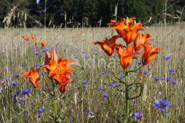 Orange Lily (Lilium bulbiferum subsp.croceum)