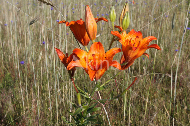 Roggelelie (Lilium bulbiferum subsp.croceum)