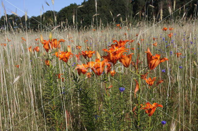 Roggelelie (Lilium bulbiferum subsp.croceum)