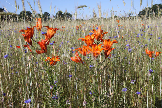 Roggelelie (Lilium bulbiferum subsp.croceum)