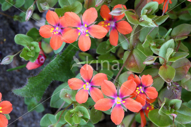 Rood guichelheil (Anagallis arvensis ssp arvensis)