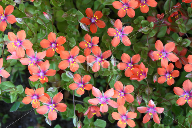 scarlet pimpernel (Anagallis arvensis ssp arvensis)