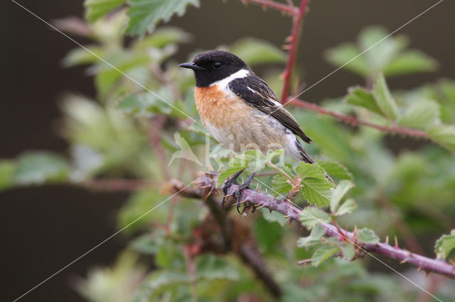 Roodborsttapuit (Saxicola rubicola)