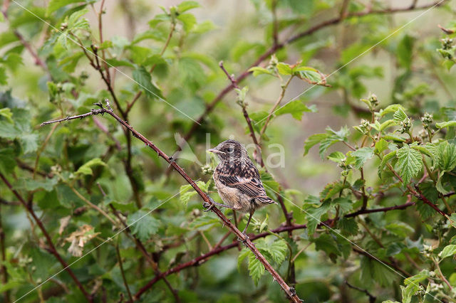 roodborsttapuit (Saxicola torquatus albofasciata)