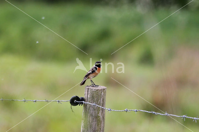 roodborsttapuit (Saxicola torquatus albofasciata)