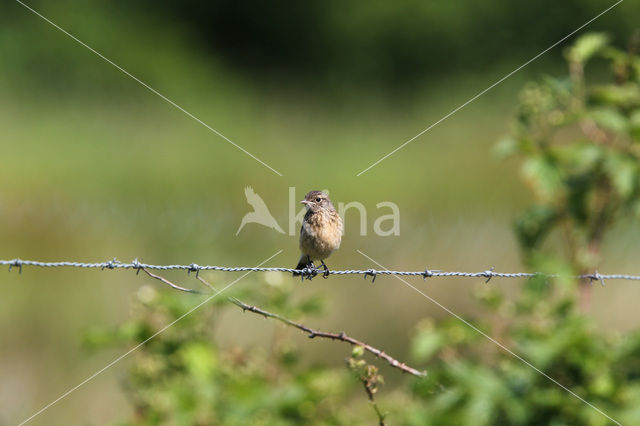 Stonechat (Saxicola rubicola)