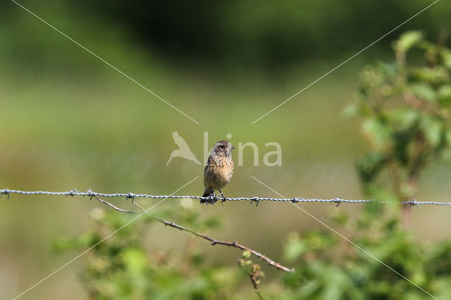 Stonechat (Saxicola rubicola)