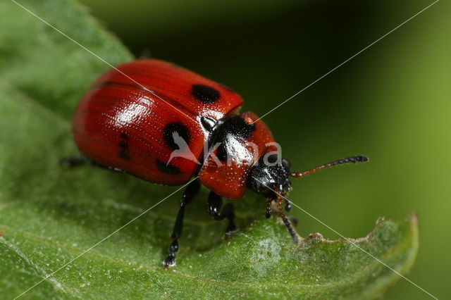 Roodbruin Wilgenhaantje (Gonioctena viminalis)