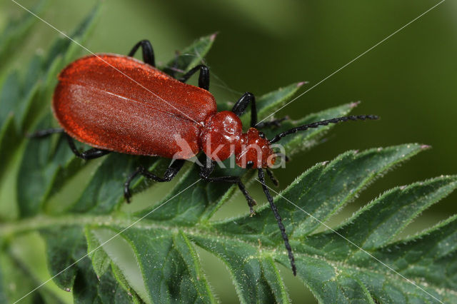 Roodkopvuurkever (Pyrochroa serraticornis)