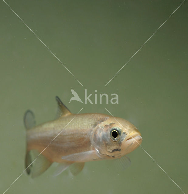 Roofblei (Aspius aspius)