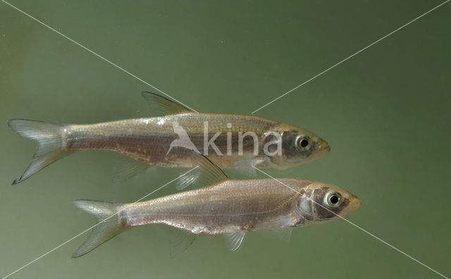 Roofblei (Aspius aspius)