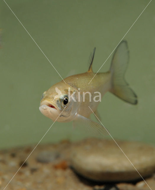 Roofblei (Aspius aspius)