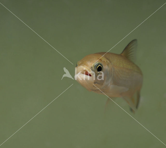 Roofblei (Aspius aspius)