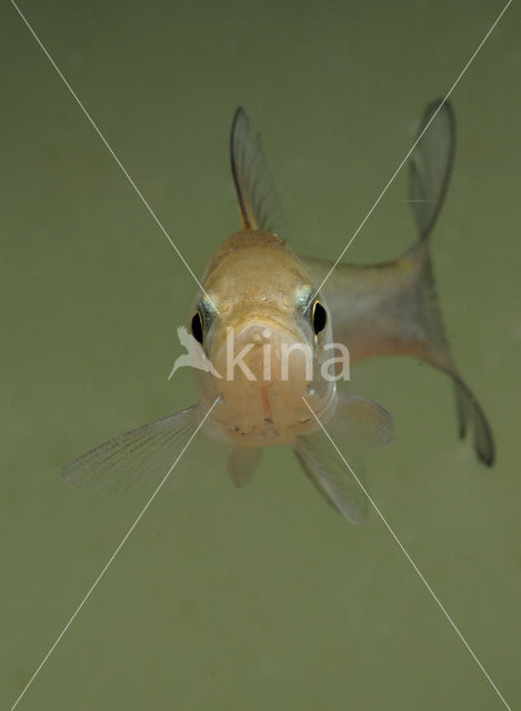 Roofblei (Aspius aspius)