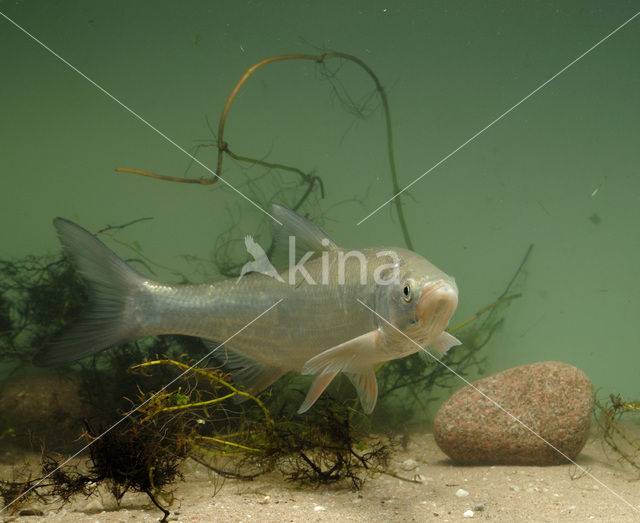 Asp (Aspius aspius)