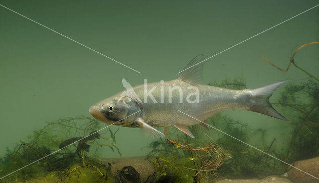 Roofblei (Aspius aspius)