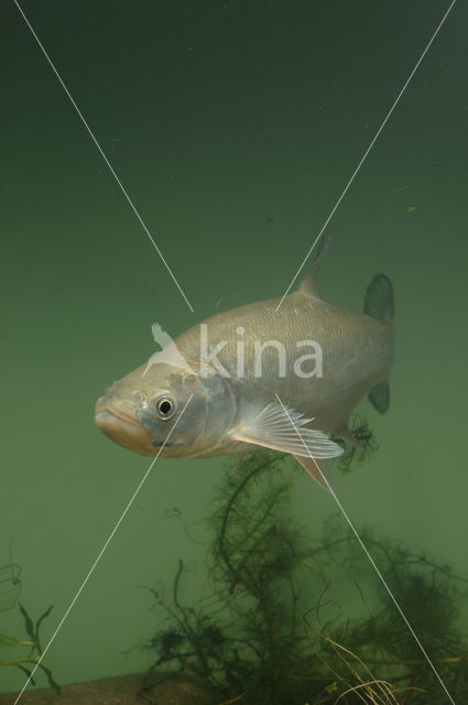 Roofblei (Aspius aspius)