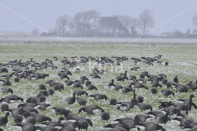 Rotgans (Branta bernicla)