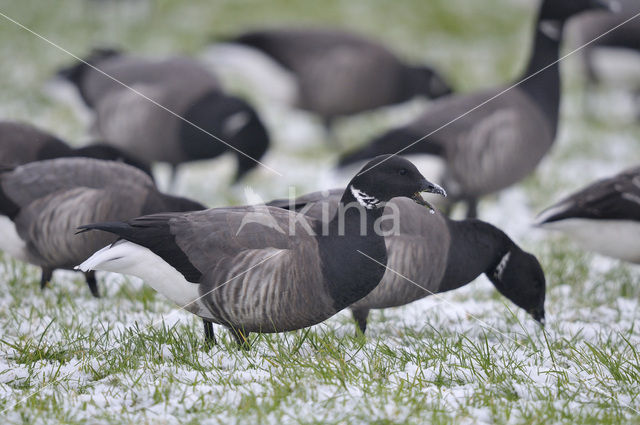 Brent Goose (Branta bernicla)