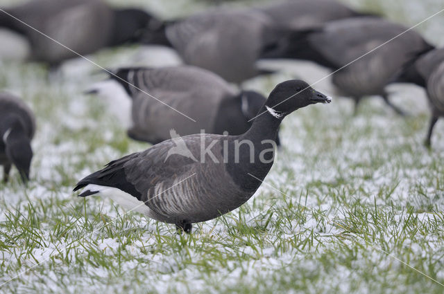 Rotgans (Branta bernicla)